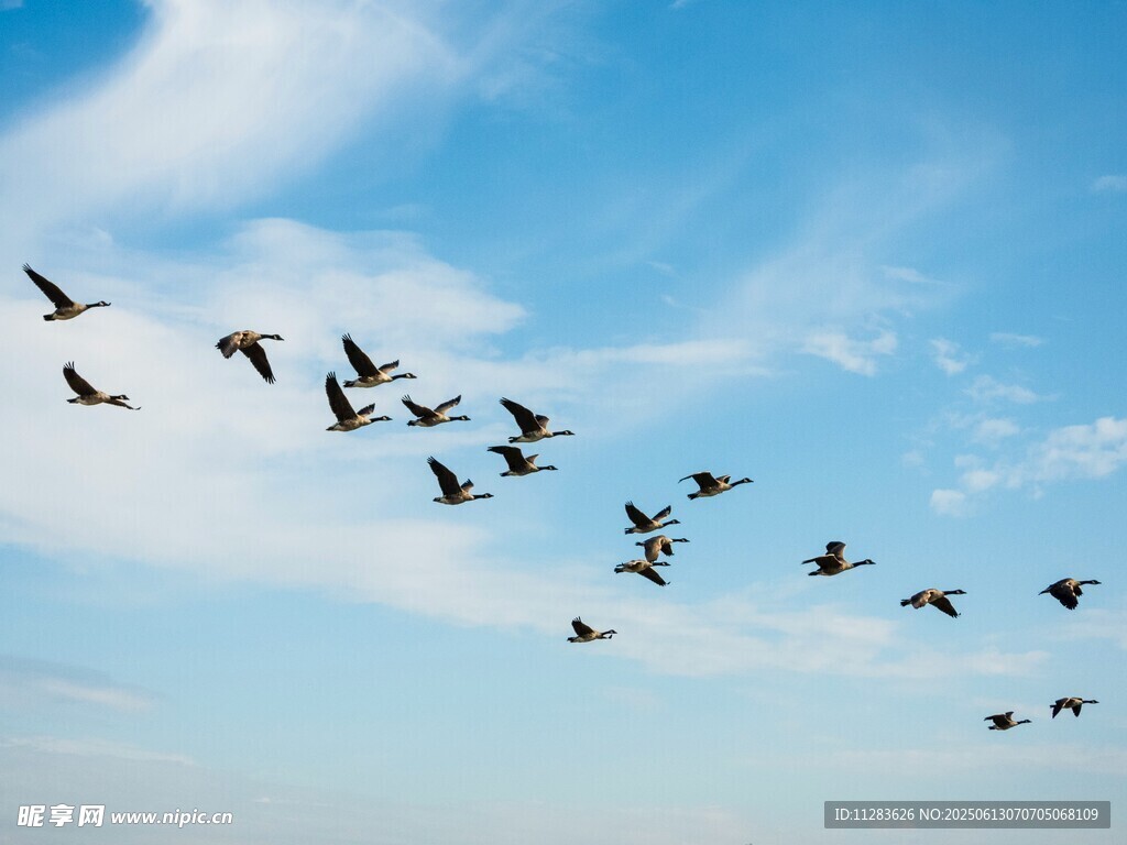 群鸟翱翔蓝天