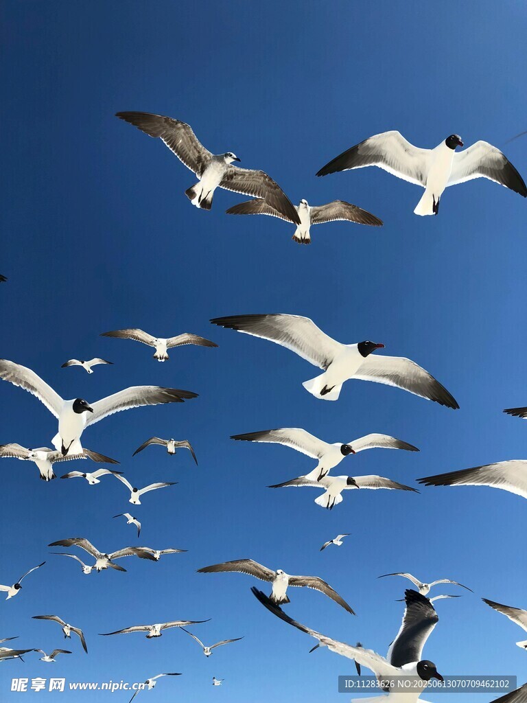 蓝天上海鸥群展翅翱翔