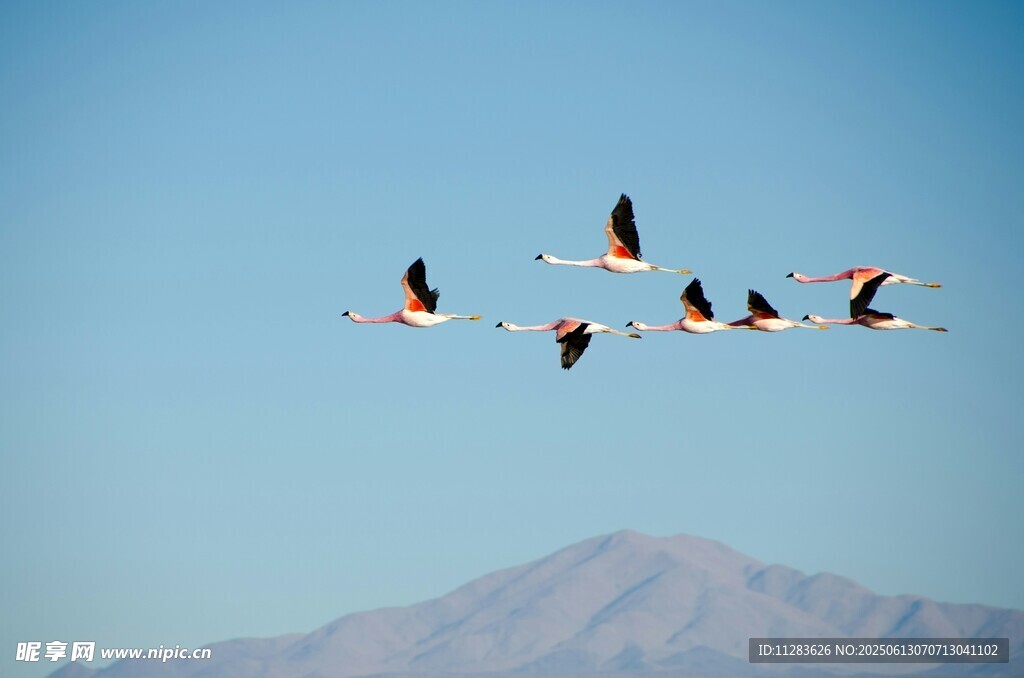 天空中飞翔的火烈鸟群