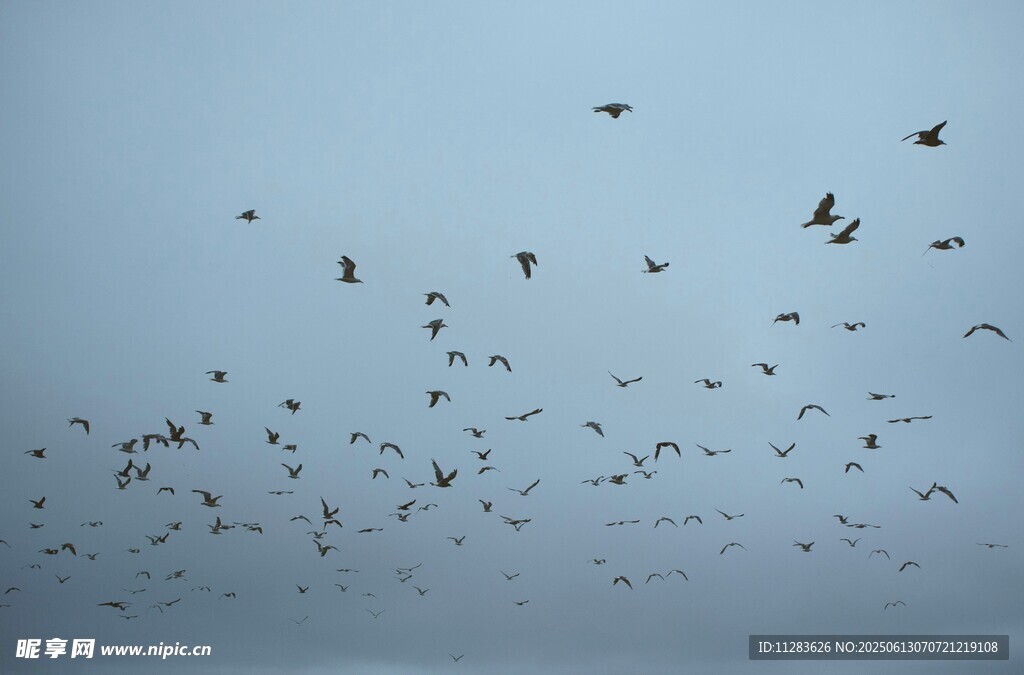天空中群鸟飞翔的景象