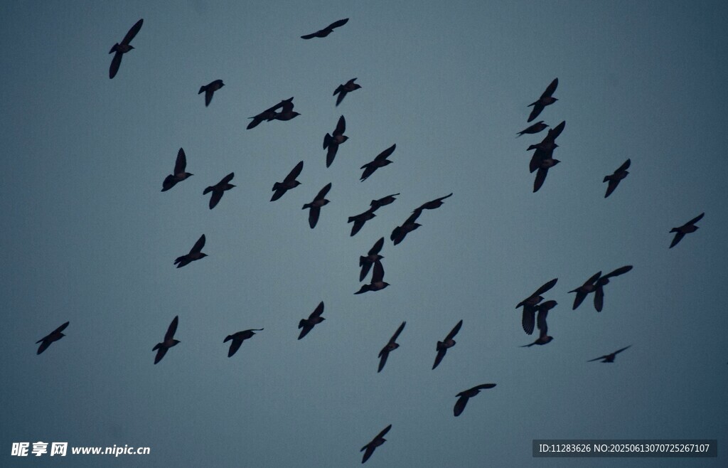 群鸟翱翔天际