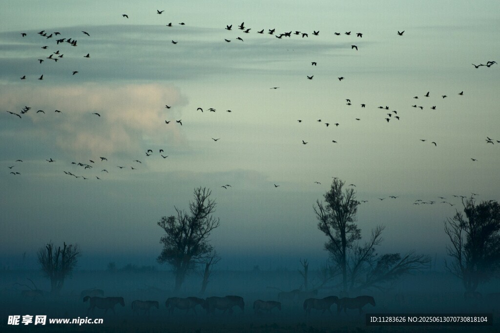 群鸟飞过朦胧树林景象
