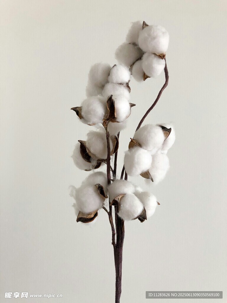 一枝素雅棉花干花