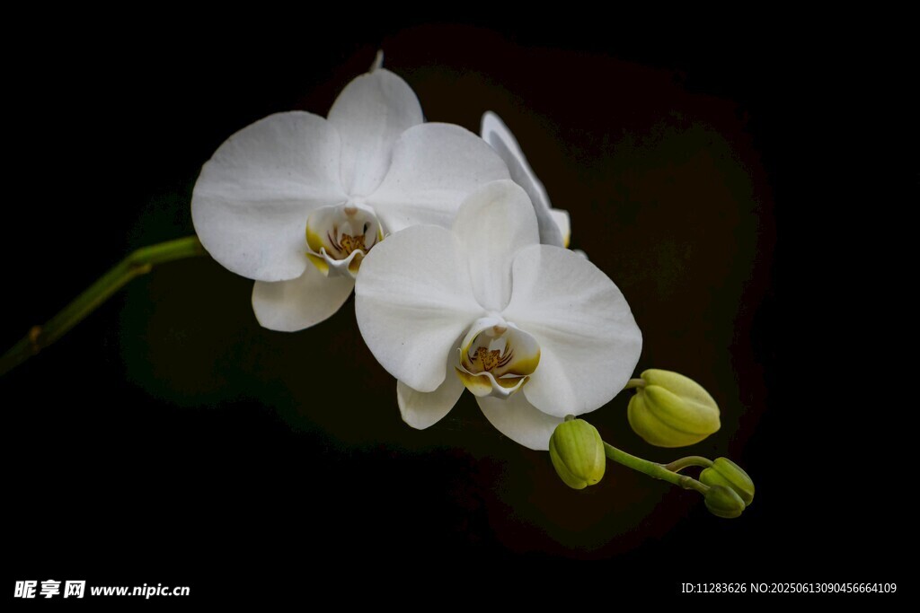 优雅白兰花