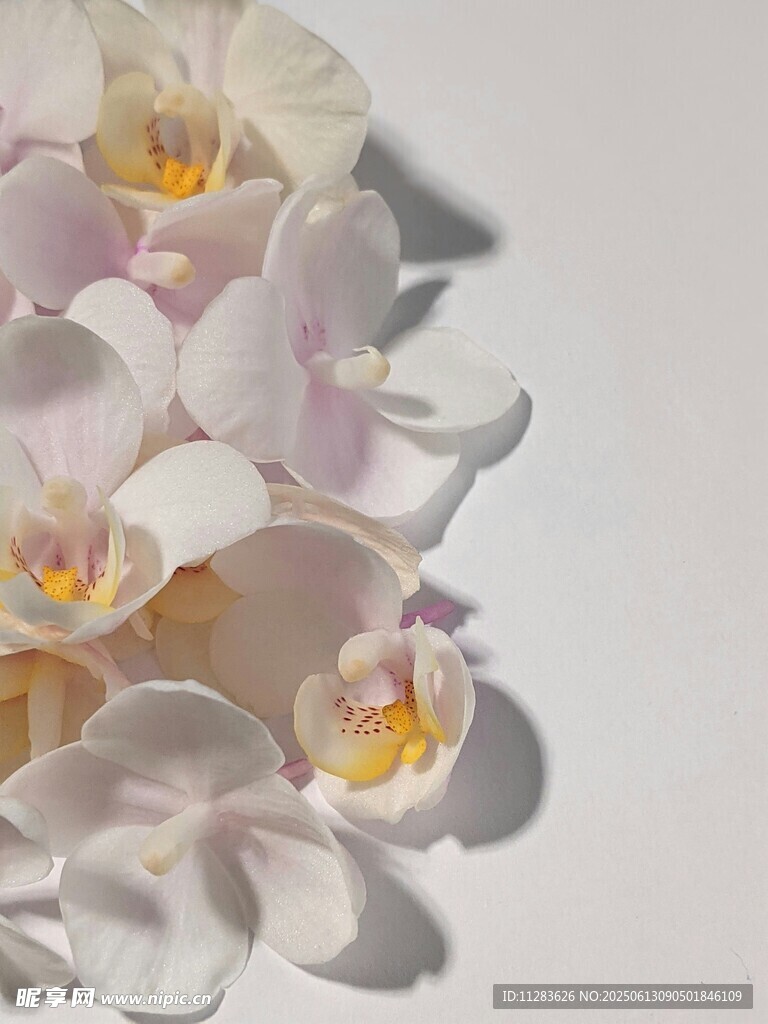 优雅白色蝴蝶兰特写