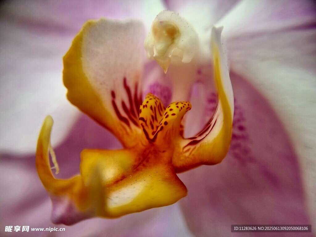 娇艳兰花特写