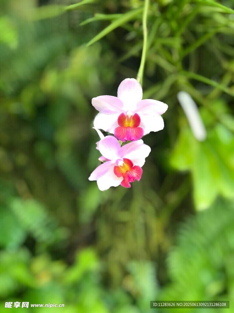 娇艳双生兰花绽放