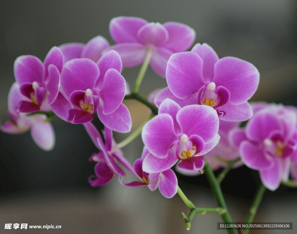 娇艳紫色蝴蝶兰绽放