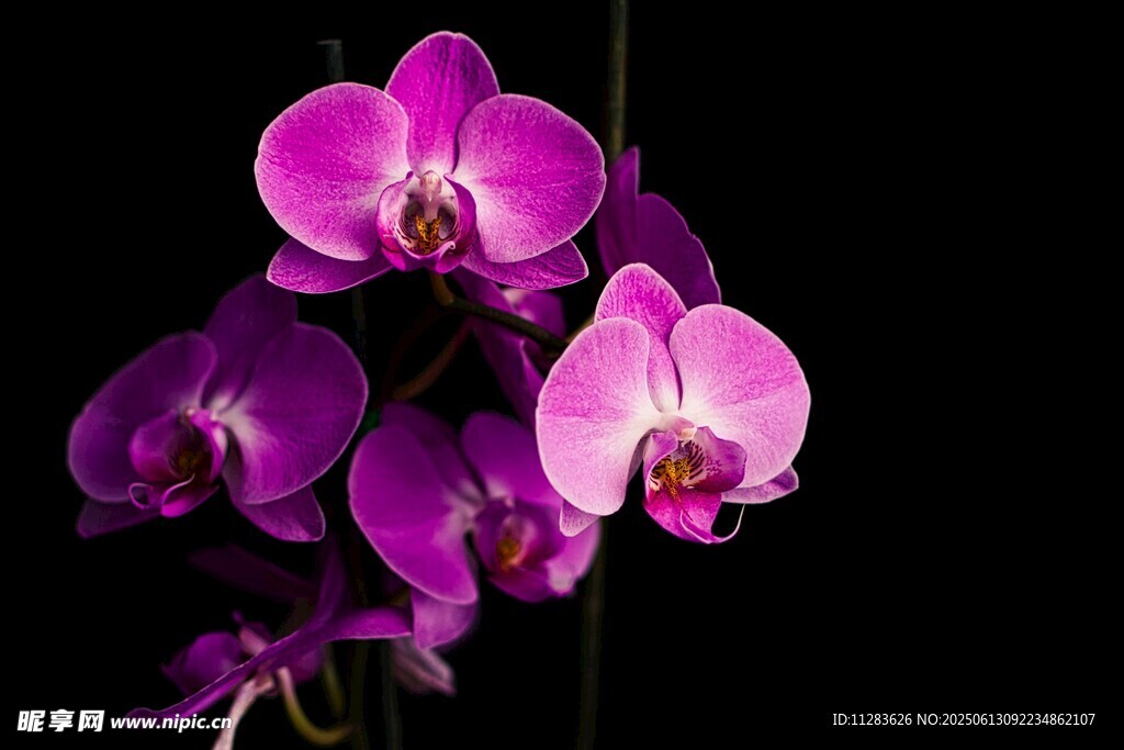 紫色蝴蝶兰绽放