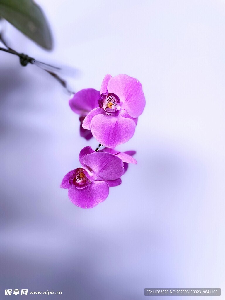 娇艳紫兰绽放