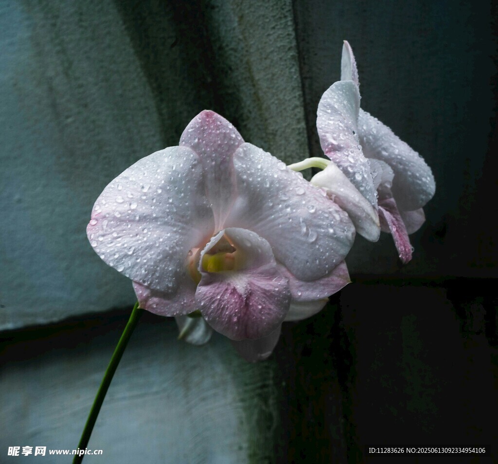 优雅粉白兰花绽放