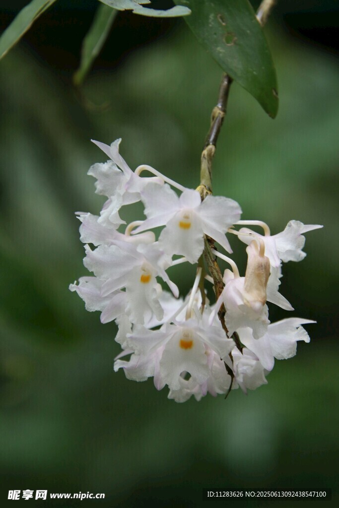 白色小花绽放枝头