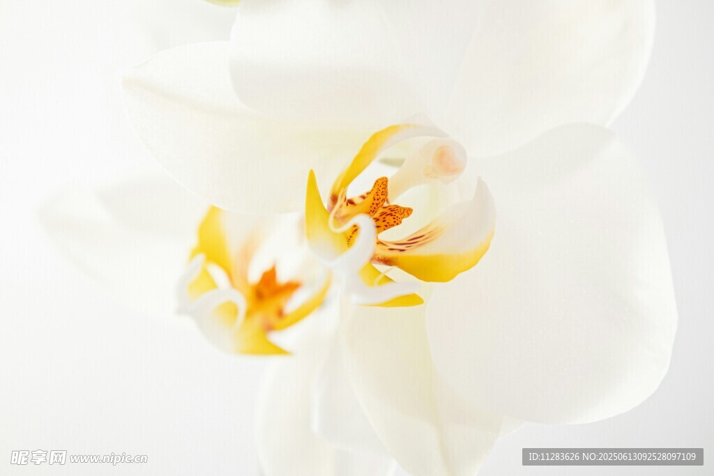白色兰花特写