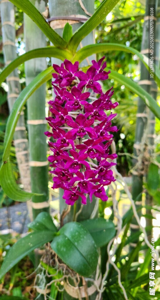 艳丽紫花兰
