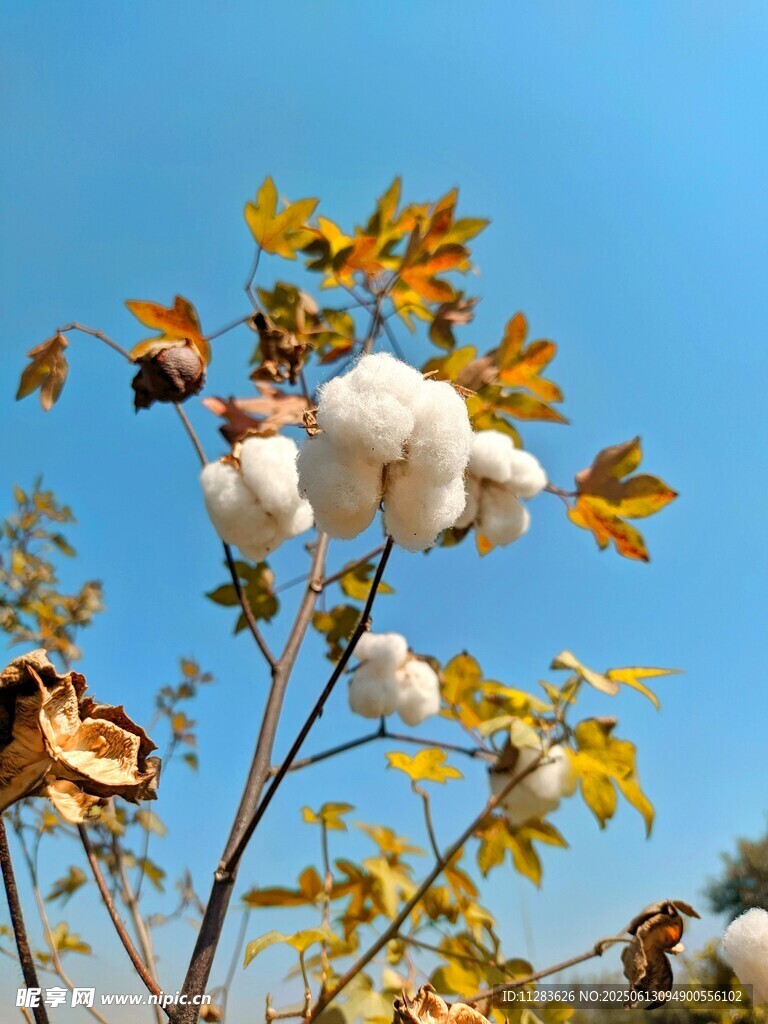 蓝天映衬下的棉花植株