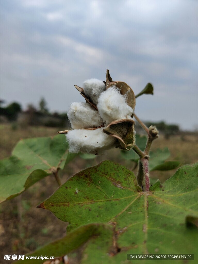 棉株上绽放的洁白棉花
