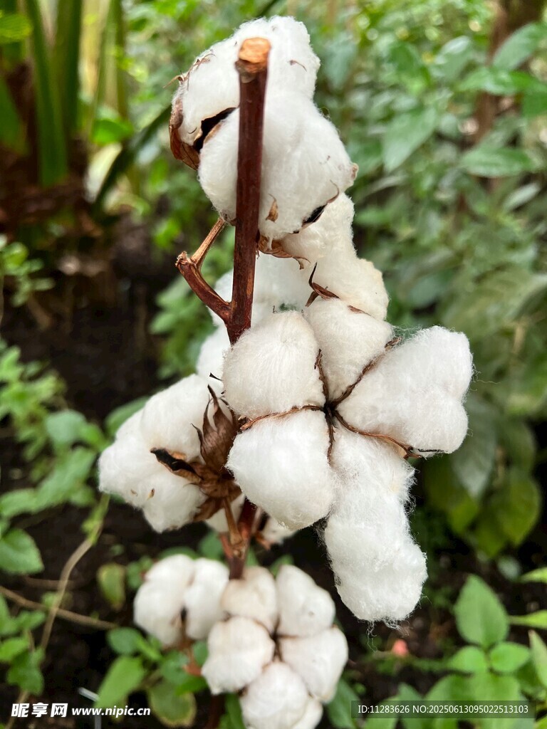 枝头洁白棉花绽放