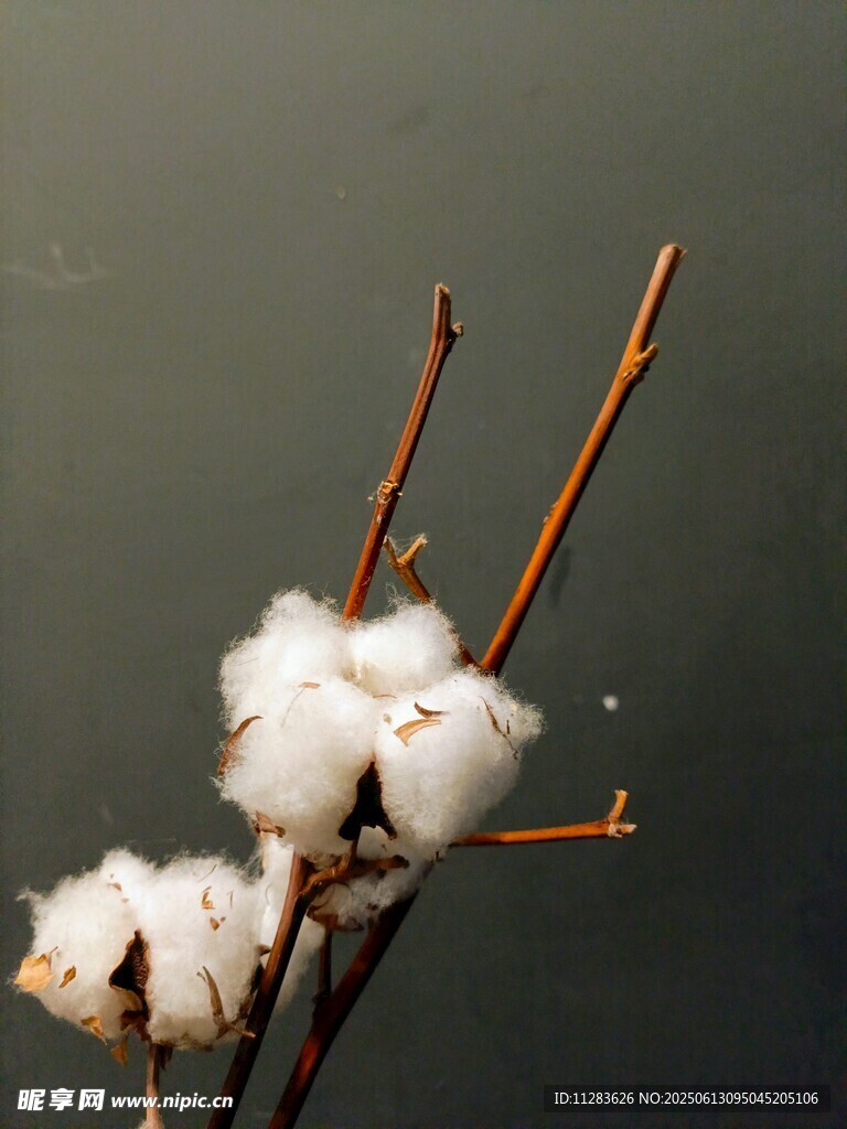 棉花枝上的洁白棉絮
