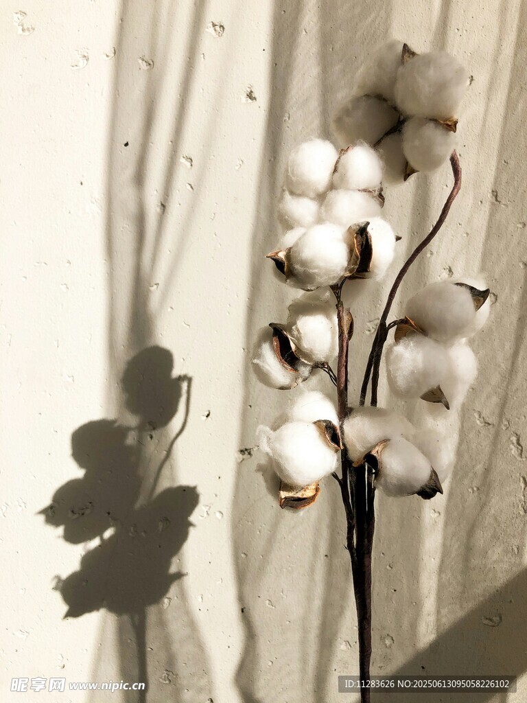 白色棉花特写与叶片影子