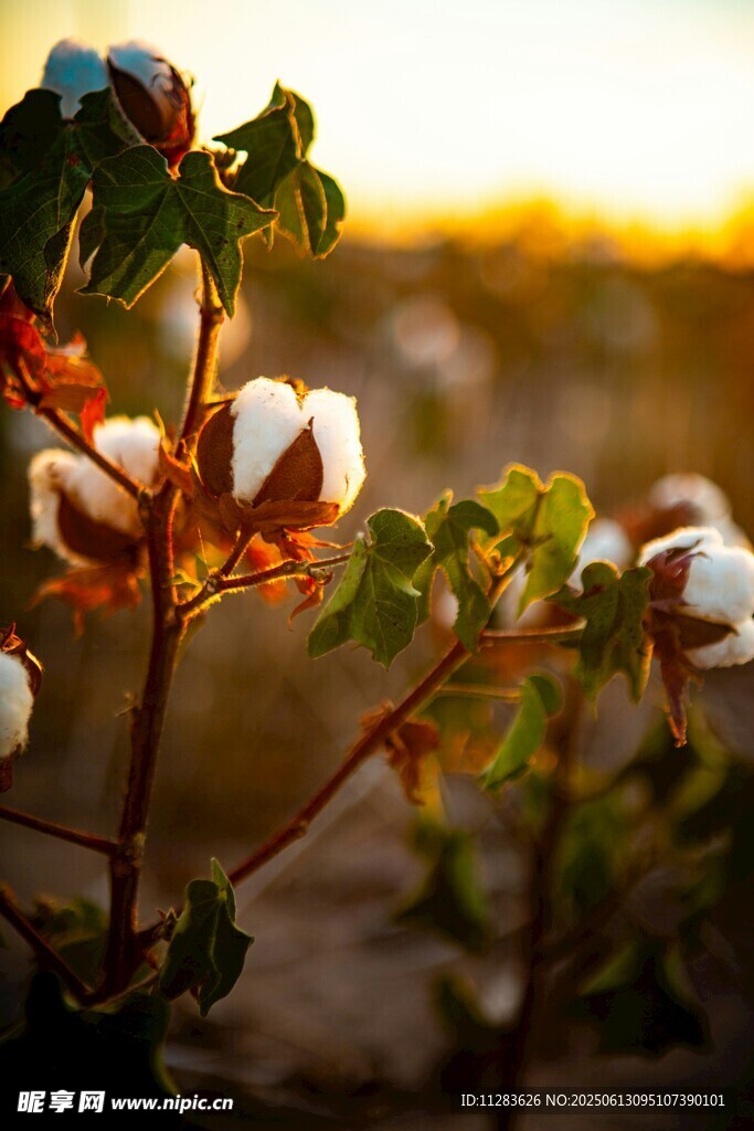 夕阳下的棉花植株