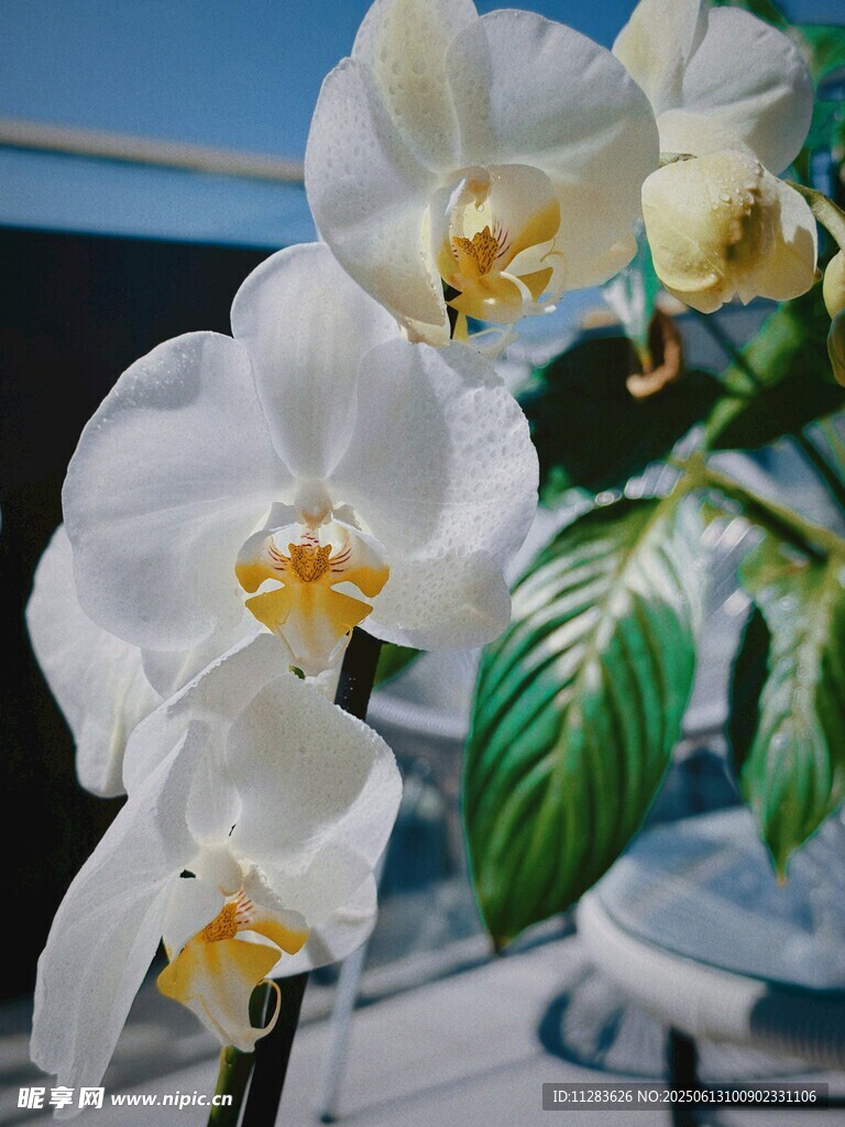 优雅白色蝴蝶兰绽放