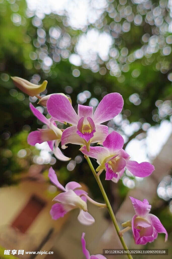 娇艳紫兰花枝特写