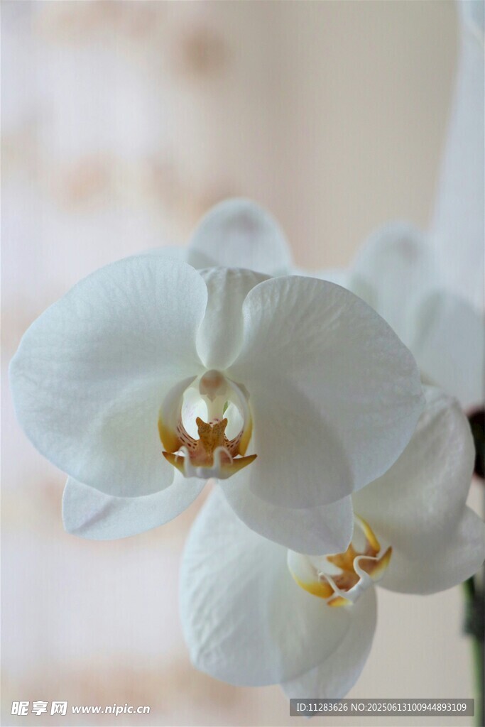 优雅白兰花特写