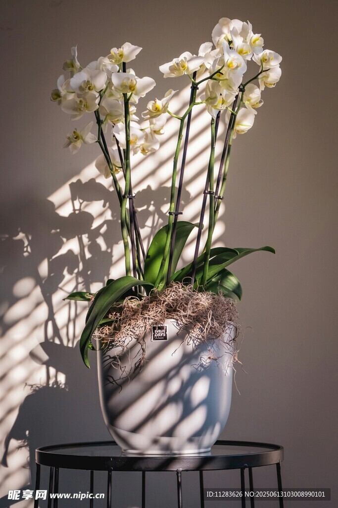 优雅盆栽兰花