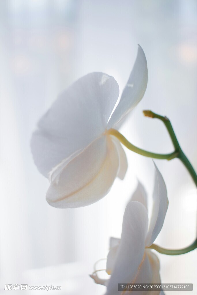 优雅白兰花特写