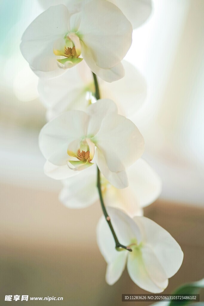 优雅白色兰花特写