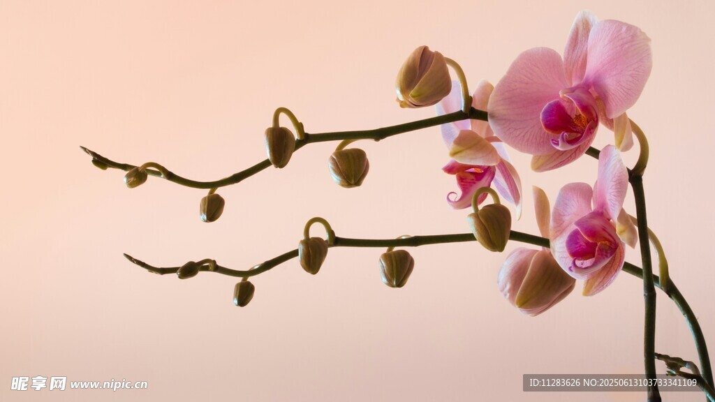 优雅粉色兰花枝