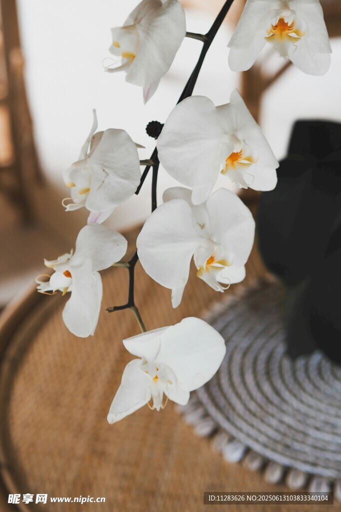 优雅白兰花枝静物特写