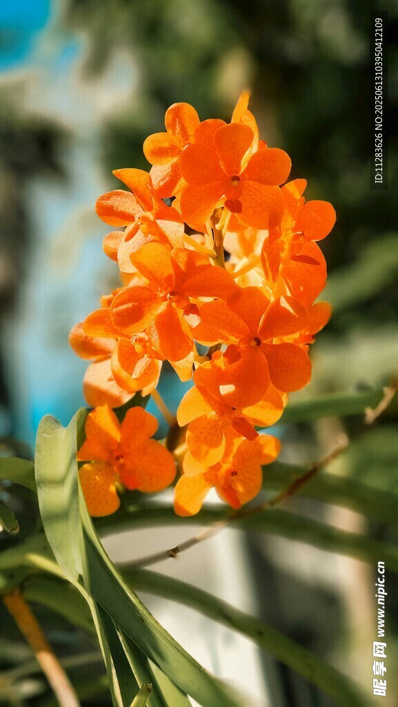 鲜艳橙色花朵绽放