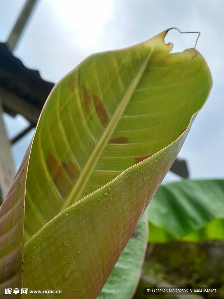翠绿植物叶片纹理
