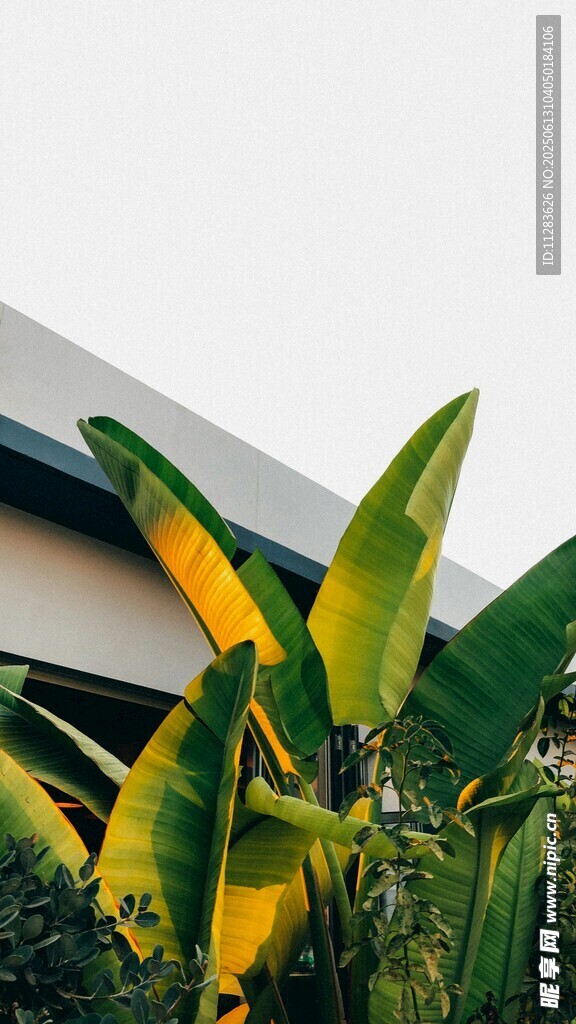 绿叶环绕的现代建筑一角