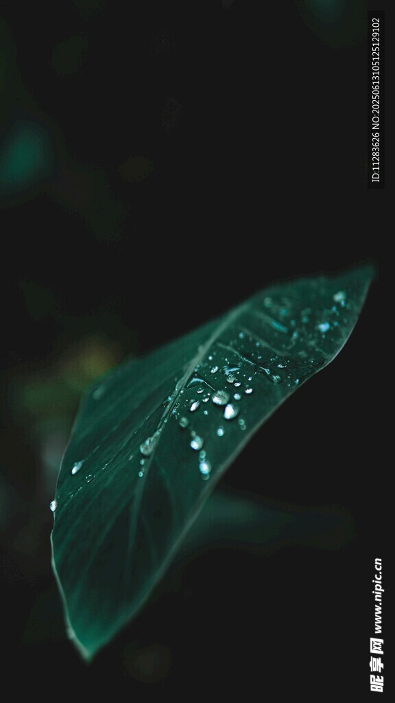晶莹剔透的梦幻绿叶