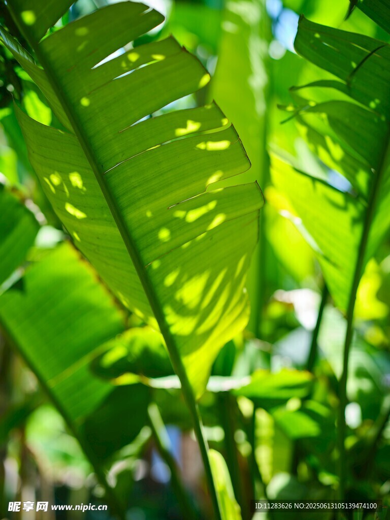 阳光下的翠绿芭蕉叶