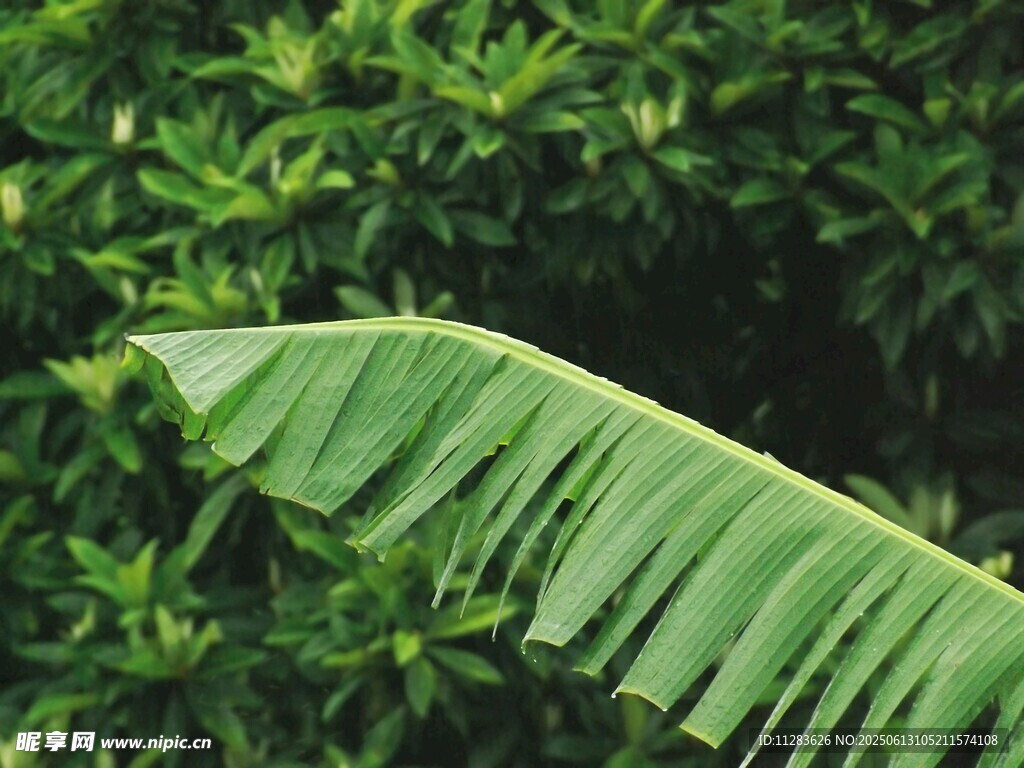 翠绿芭蕉叶