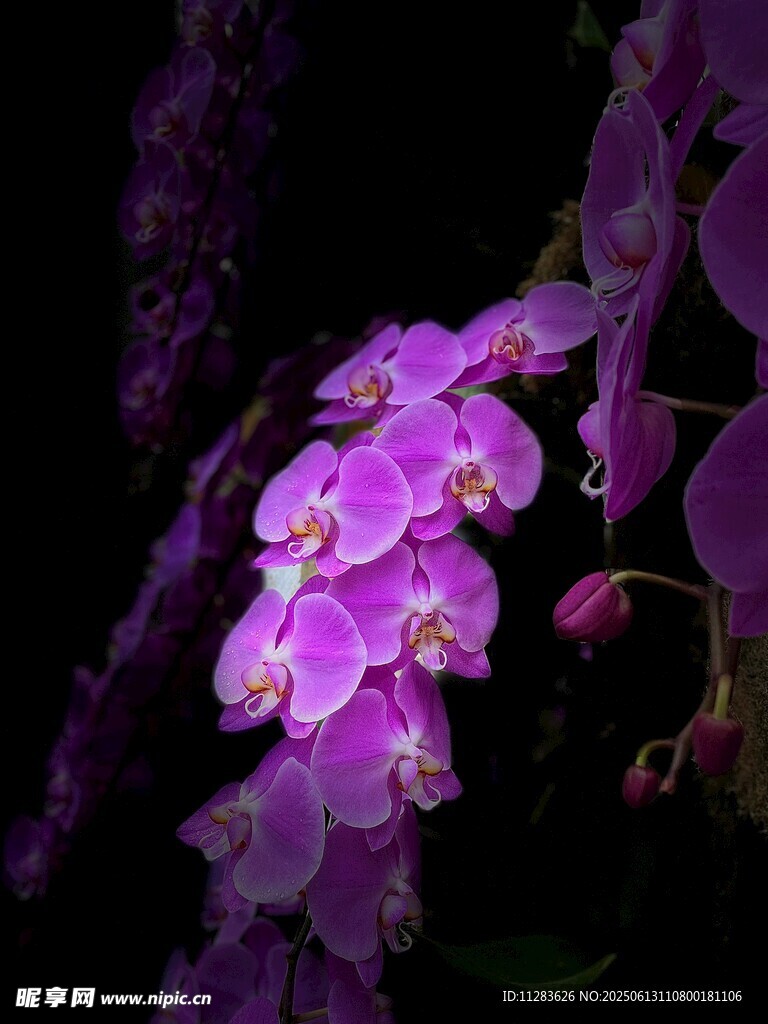紫色兰花特写