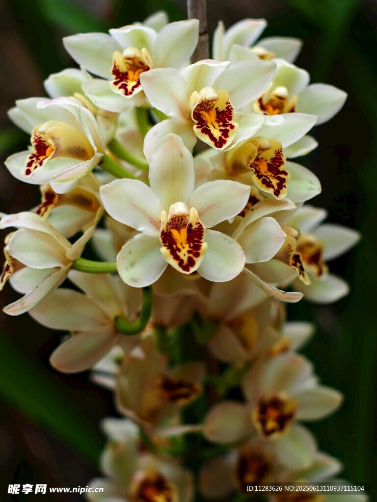 白色兰花特写