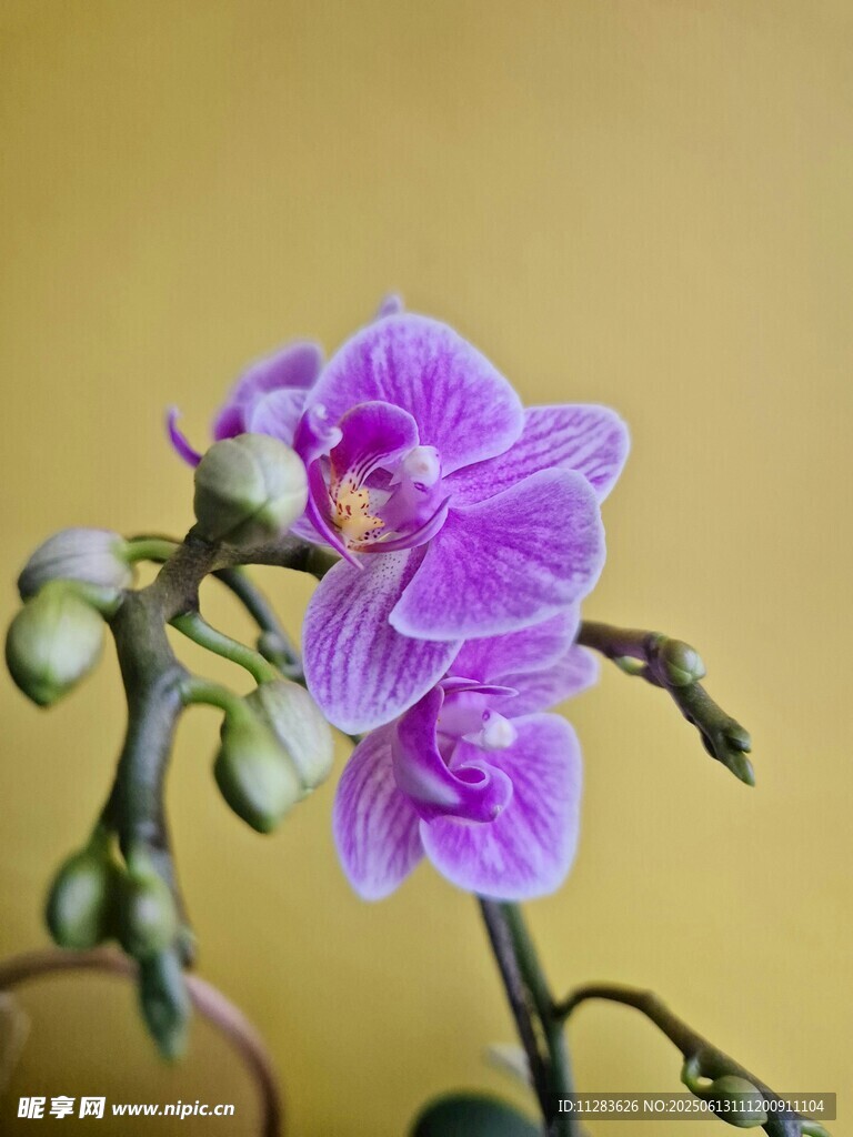 紫色蝴蝶兰特写