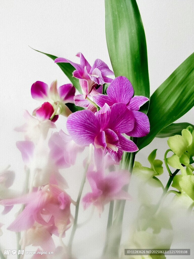 梦幻紫色兰花特写
