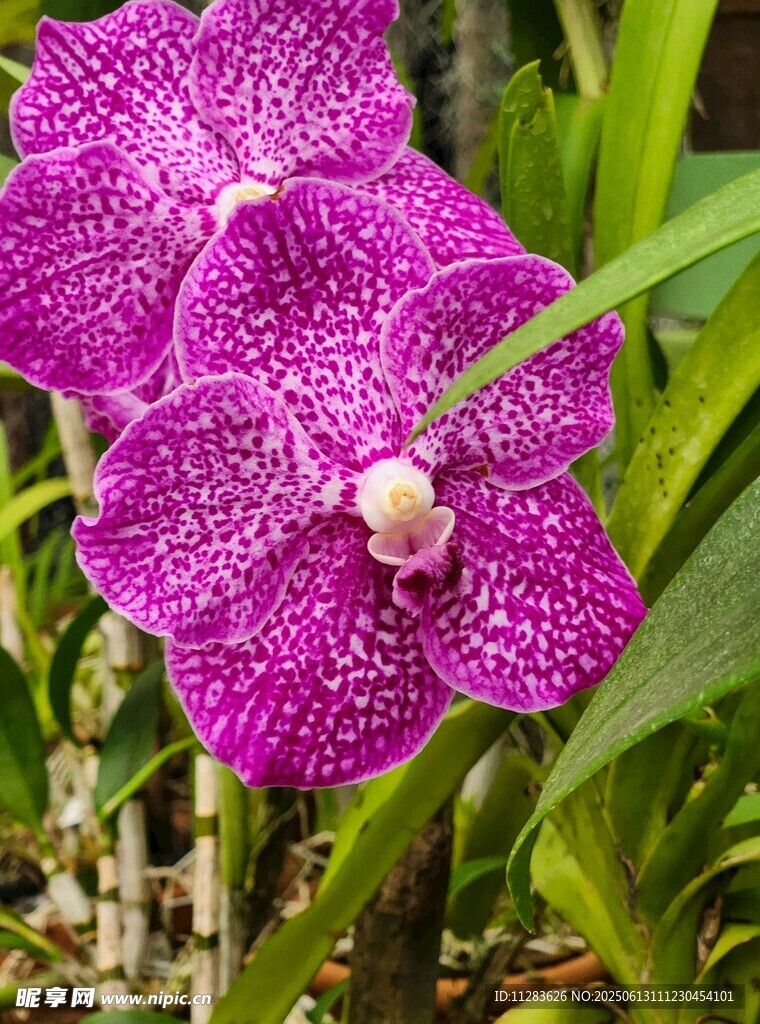 艳丽紫纹兰花特写