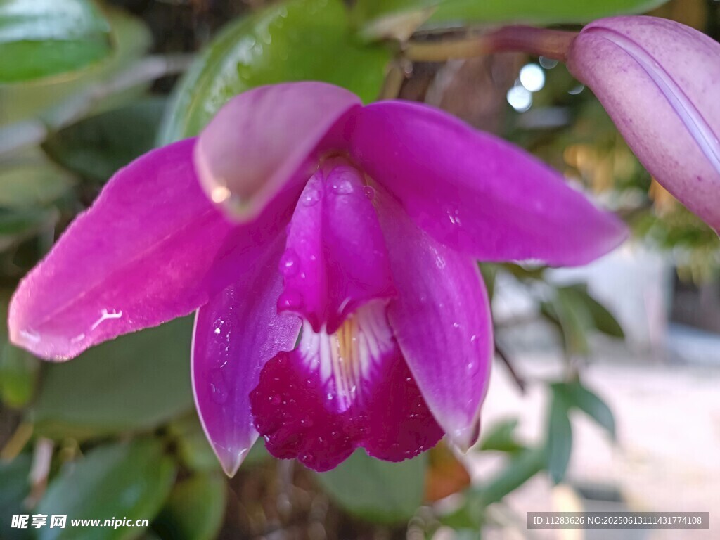 艳丽紫兰花特写