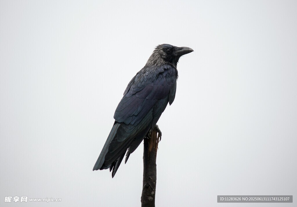 孤鸦立于杆头