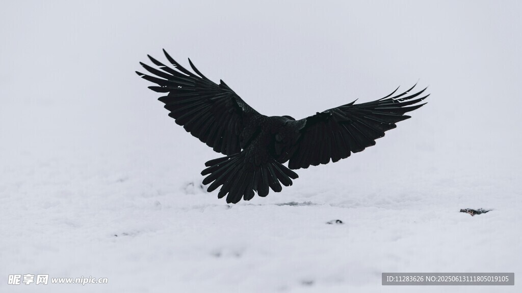 雪地中展翅飞翔的乌鸦