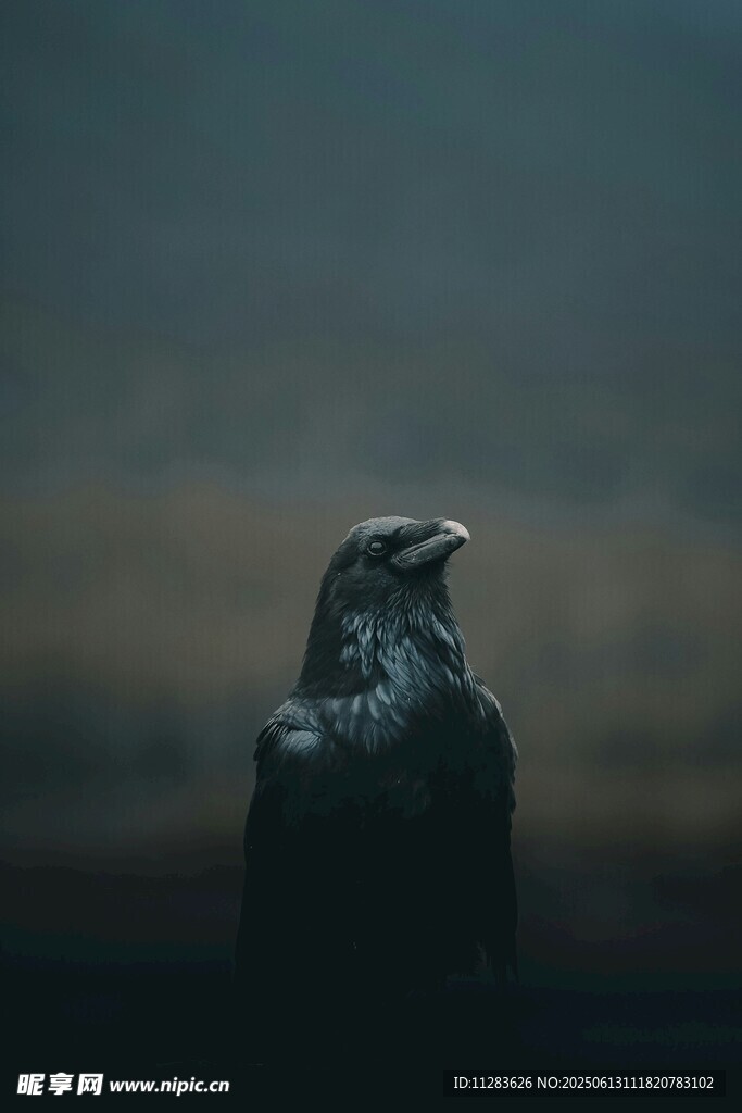 暮色之中的乌鸦