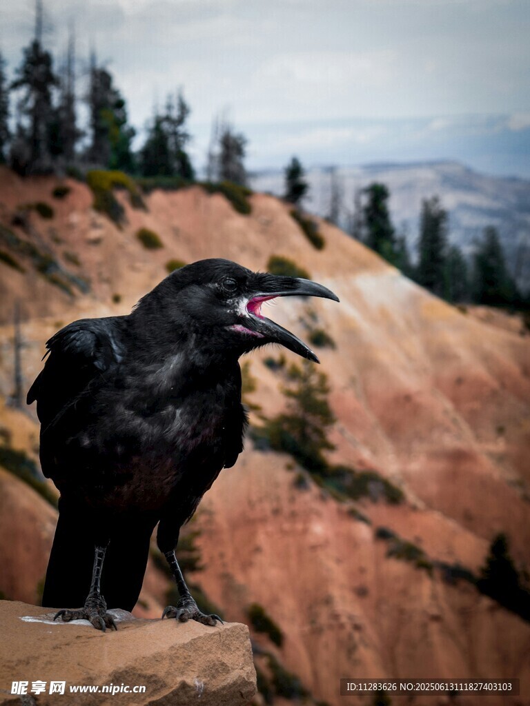 岩石上的黑乌鸦