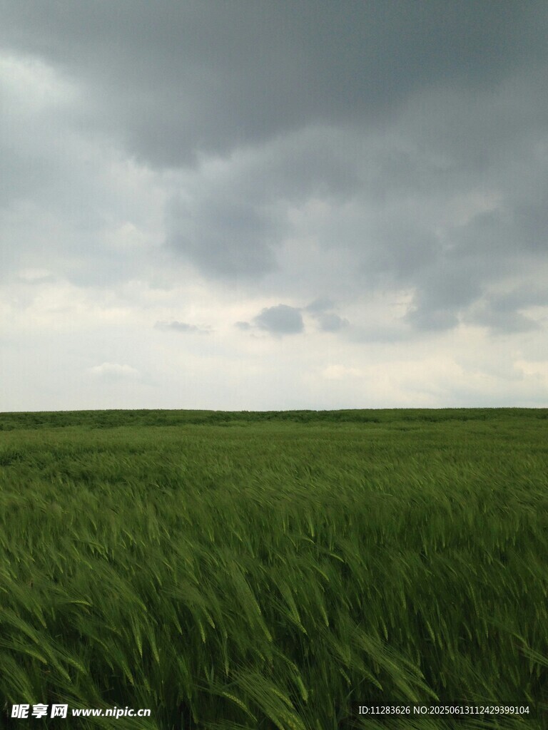 广袤绿野上的阴沉天空