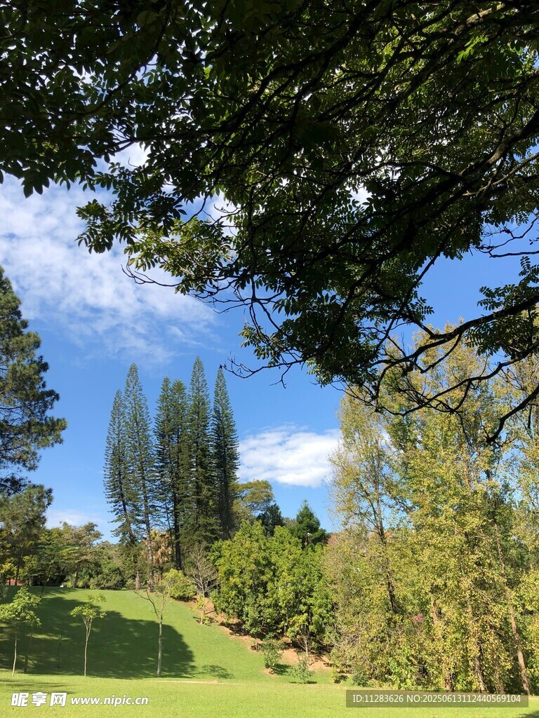 绿意盎然的户外自然景致
